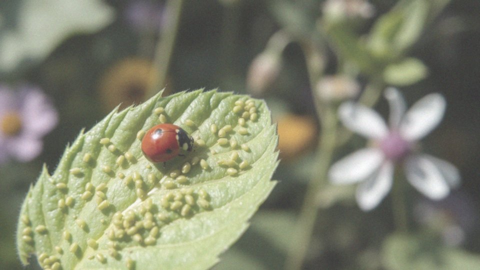 Co jedzą biedronki? Kompleksowy przewodnik po diecie tych owadów